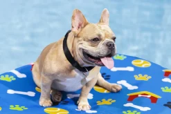 Bestway Luftmatratze für Hunde Fetchin' Fun 142 x 95 cm