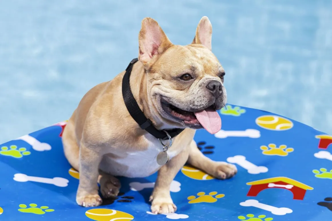 Bestway Luftmatratze für Hunde Fetchin' Fun 142 x 95 cm