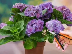 Gartenschere Blumenschere mit Sicherheitsschloss 16 cm