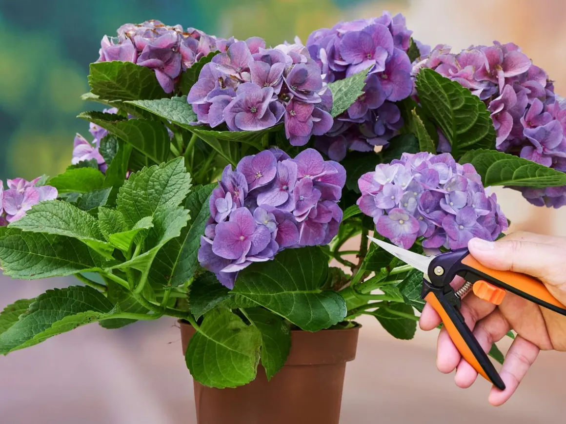 Gartenschere Blumenschere mit Sicherheitsschloss 16 cm
