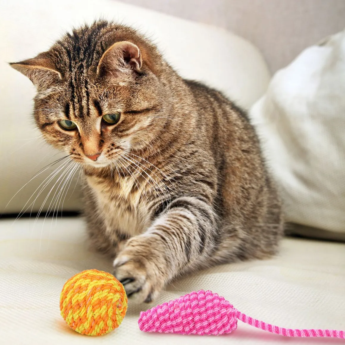 Katzenspielzeug Maus und Ball