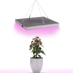 LED Pflanzenlampe 31 x 31 cm rot/blau