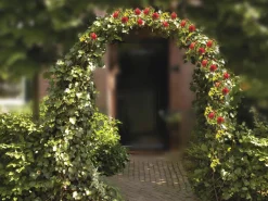 Rosen Pergola 240 x 140 cm