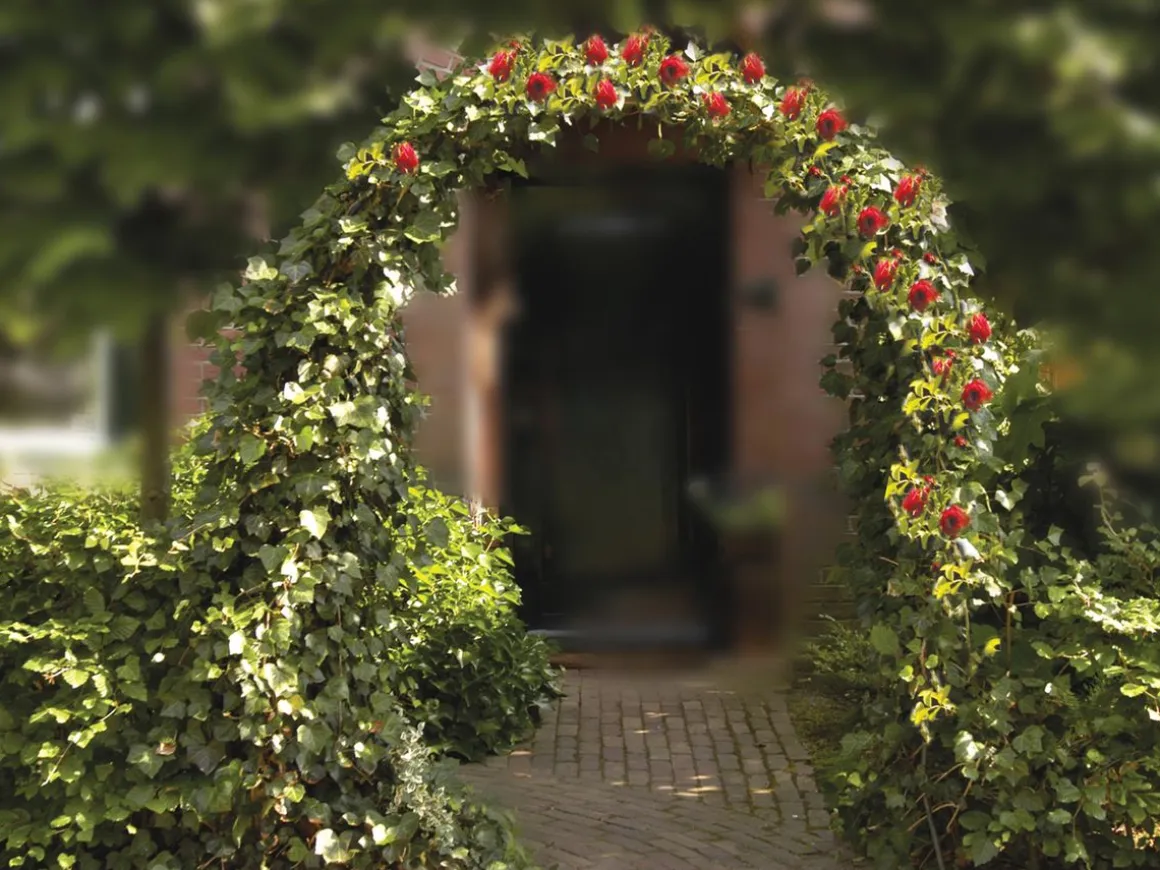 Rosen Pergola 240 x 140 cm