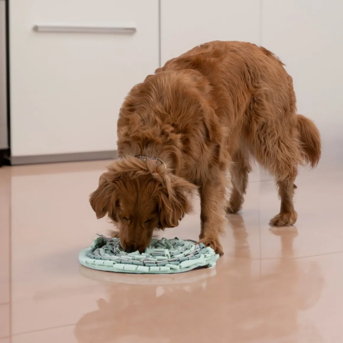 Schnüffelteppich Hundespielzeug 40 cm